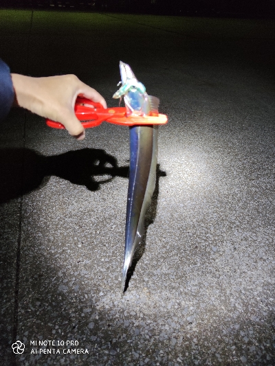 宮崎港で太刀魚釣り