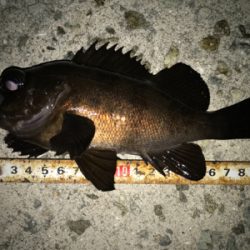 2020ライトゲーム第12戦