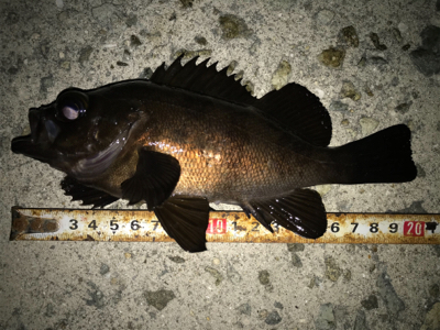 2020ライトゲーム第12戦