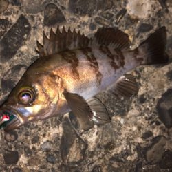 泉南フロートメバリング