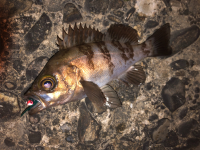 泉南フロートメバリング