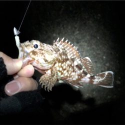 東二見のメバリング