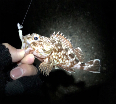 東二見のメバリング