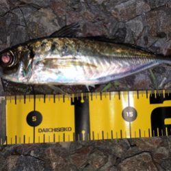 尺カナ(笑´∀︎`)