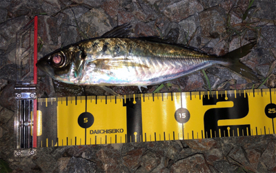 尺カナ(笑´∀︎`)