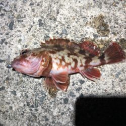 とある波止場のライトゲーム