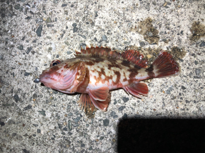 とある波止場のライトゲーム