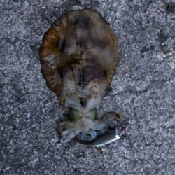 ジグサビキでアジからの(о´∀`о)