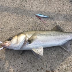 のんびりフィッシング