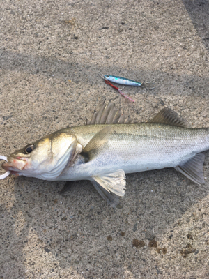 のんびりフィッシング