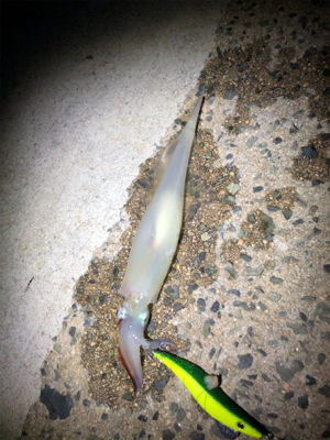 まだまだヤリイカ釣れます