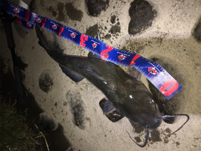 アメナマ初挑戦