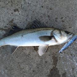 子バスフィッシング