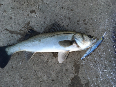 子バスフィッシング