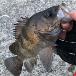 とある早朝のメバリング