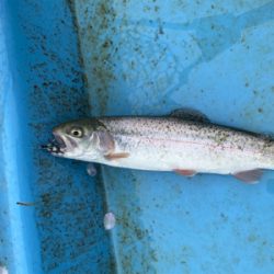 フライ&ルアーフィッシング