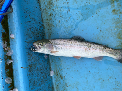 フライ&ルアーフィッシング