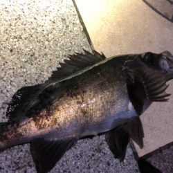 淡路島はパラダイス