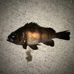 メバル、アジ釣果
