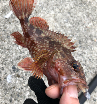 とあるガシラばかりのライトゲーム