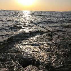 春アオリ3kgちょい足らず