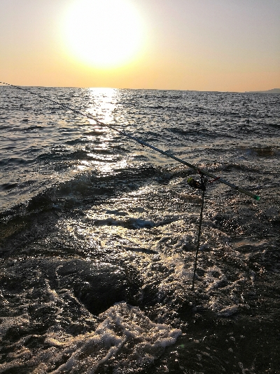 春アオリ3kgちょい足らず