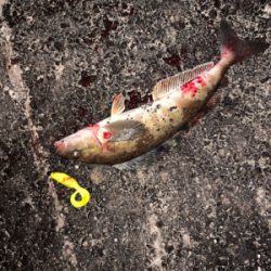 久々お尺さま！