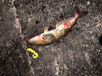 久々お尺さま！