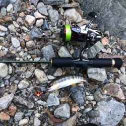 今回もボチボチ