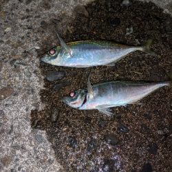 ここにも黄金アジ