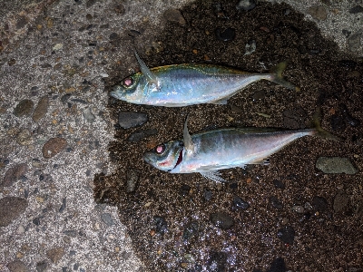 ここにも黄金アジ