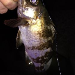 ナイトメバリング