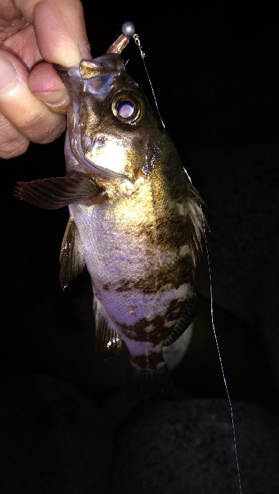 ナイトメバリング