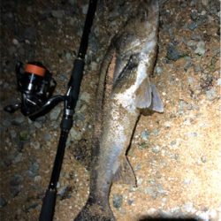 サーフシーバス