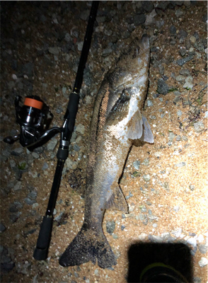 サーフシーバス