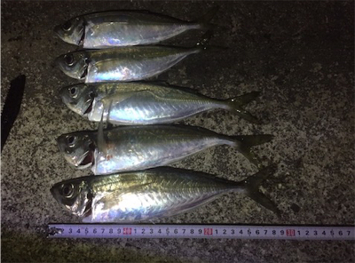 またまたアジング