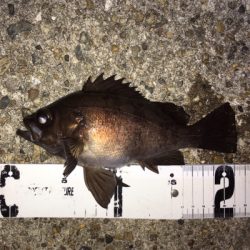 スーパームーンでメバリング