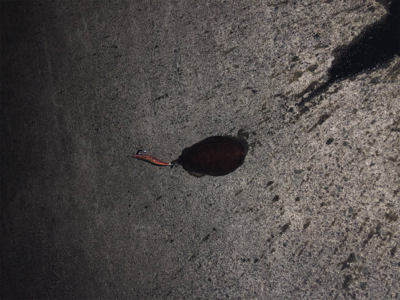 スーパームーンに期待して