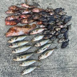 まさかのゲストが。