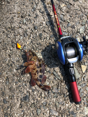 竿購入したので。