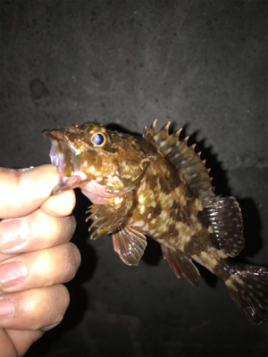 ガシラ、メバル