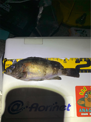 淡路島のメバルん