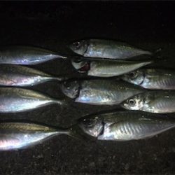 またまたアジング