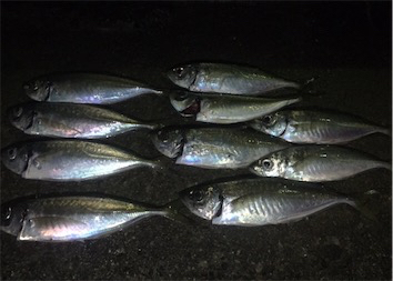 またまたアジング