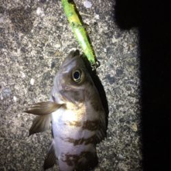 メバルプラグ好調