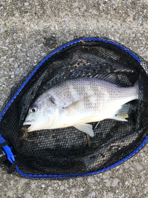 リアクションバイト