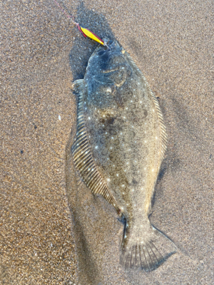 山元町　サーフ　ヒラメ