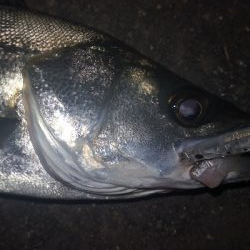 アジング 練習 135