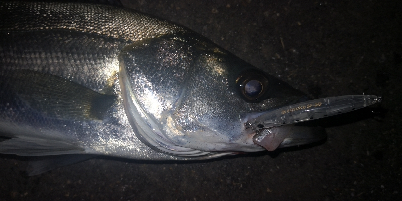 アジング 練習 135