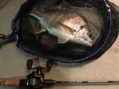 ベイトチニング